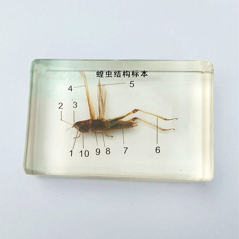 蝗虫结构标本